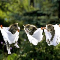 /album/kepgaleria-foto-galeria-1/a10-jpg/